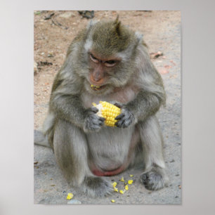 It's Mine!! ... Wild Thai Macaque Monkey Poster