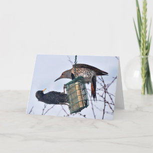 It's the Battle of Northern Flicker and Starling Card