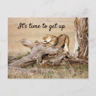 It's time to get up Lion photo with text Postcard