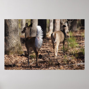 Its why I am called a Whitetail Deer Poster