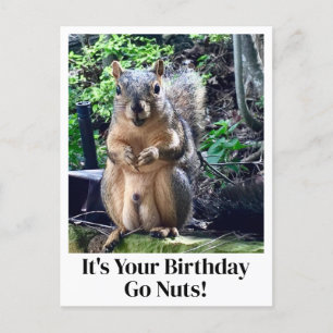 It's Your Birthday Go Nuts Funny Squirrel Joke Postcard