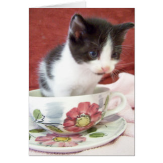 itsy  bitsy 4 week kitten