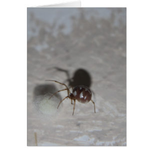 Itsy Bitsy Spider #2