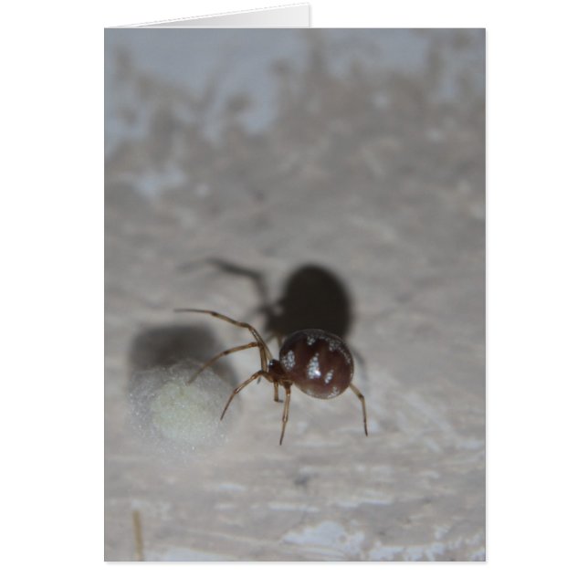 Itsy Bitsy Spider #2 (Front)