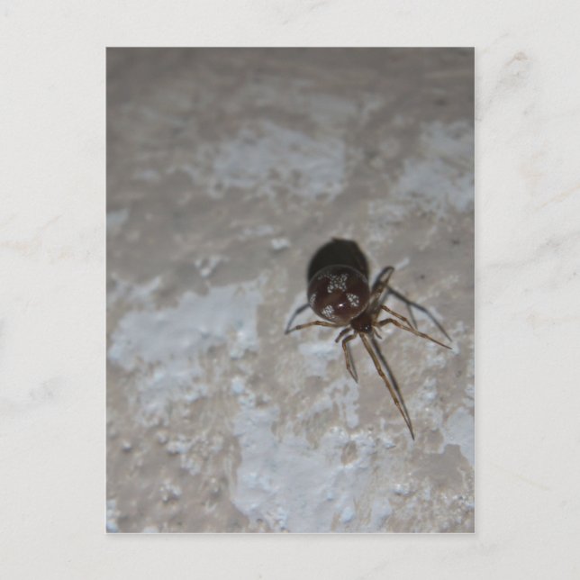 Itsy Bitsy Spider #3 Postcard (Front)