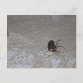 Itsy Bitsy Spider Postcard