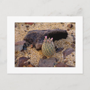 "Itty Bitty Barrel Catus" Postcard