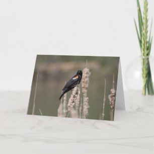 IV. Just a blackbird is also one Card
