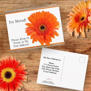 I've Moved! Orange Daisy With Wood Postcard