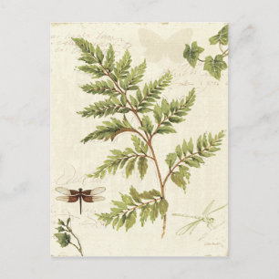 Ivies and Ferns Postcard