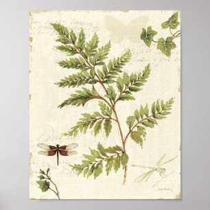 Ivies and Ferns Poster