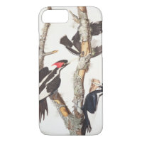 Ivory-billed Woodpecker, 1829, ()