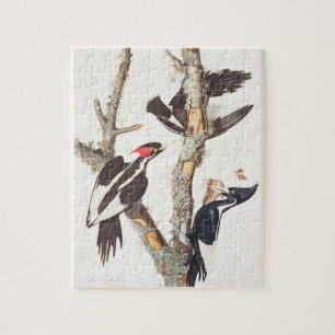 Ivory-billed Woodpecker, 1829, (print) Jigsaw Puzzle