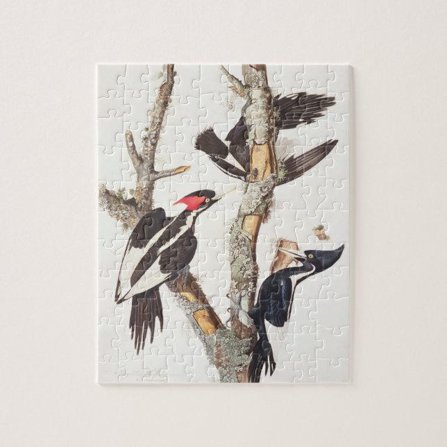 Ivory-billed Woodpecker, 1829, (print) Jigsaw Puzzle (Vertical)