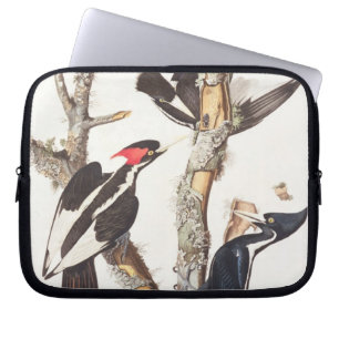 Ivory-billed Woodpecker, 1829, (print) Laptop Sleeve