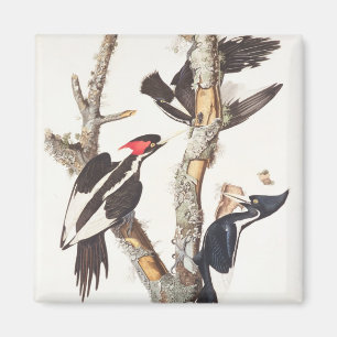 Ivory-billed Woodpecker, 1829, (print) Magnet