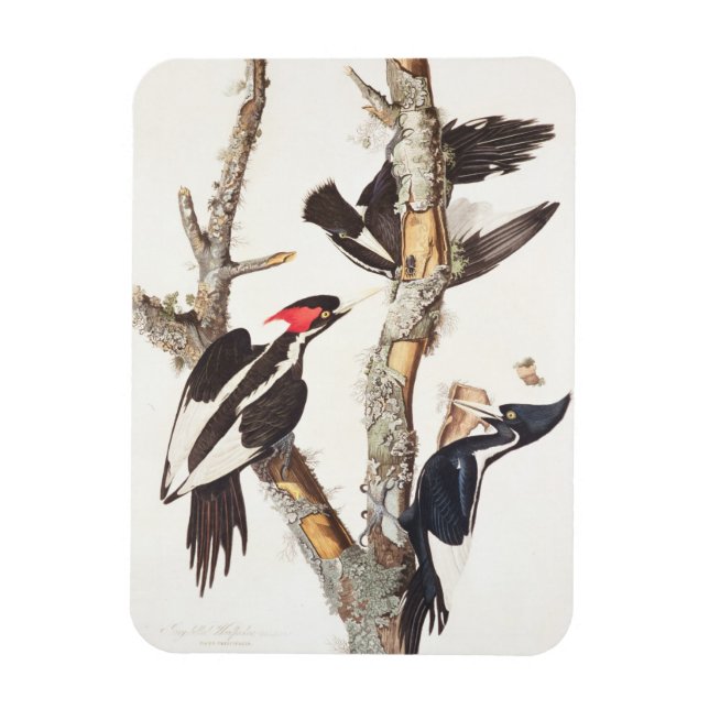 Ivory-billed Woodpecker, 1829, (print) Magnet (Vertical)
