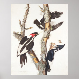 Ivory-billed Woodpecker, 1829, (print) Poster