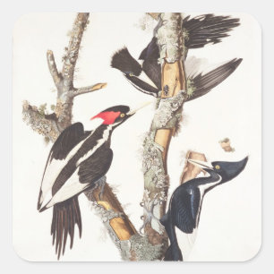 Ivory-billed Woodpecker, 1829, (print) Square Sticker