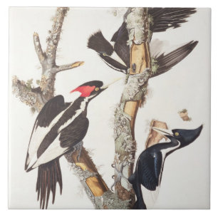 Ivory-billed Woodpecker, 1829, (print) Tile