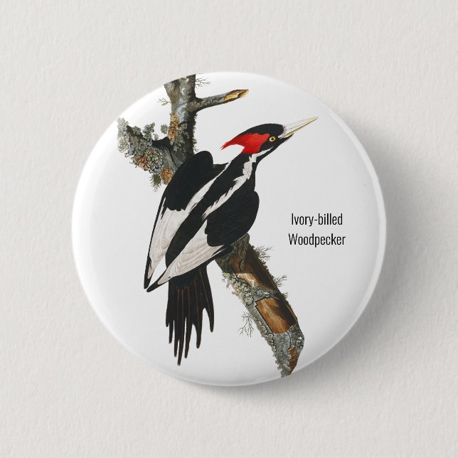 Ivory-billed Woodpecker, Audubon, Birding Attire, 6 Cm Round Badge (Front)