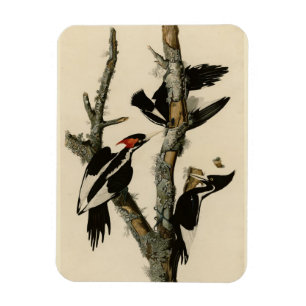 Ivory-billed Woodpecker Audubon's Birds of America Magnet