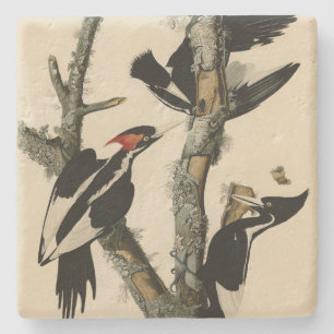 Ivory-billed Woodpecker Audubon's Birds of America Stone Coaster