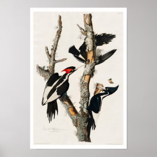 Ivory-billed Woodpecker by Audubon Poster
