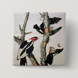 Ivory-billed Woodpecker, from 'Birds of America' 15 Cm Square Badge