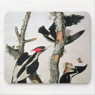 Ivory-billed Woodpecker, from 'Birds of America' Mouse Pad