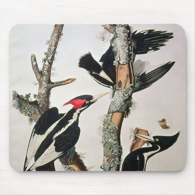 Ivory-billed Woodpecker, from 'Birds of America' Mouse Pad (Front)