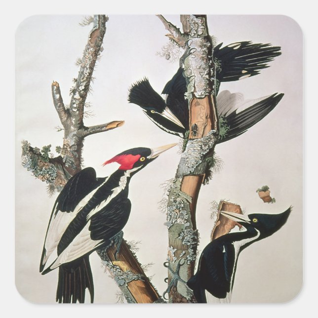 Ivory-billed Woodpecker, from 'Birds of America' Square Sticker (Front)