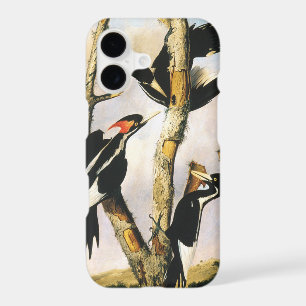 Ivory-billed Woodpeckers (Joseph Bartholomew Kidd)