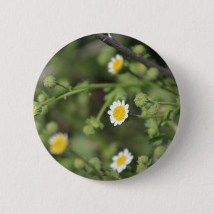 Ivory Desert Rock Daisy Wildflowers Coachella Butt 6 Cm Round Badge