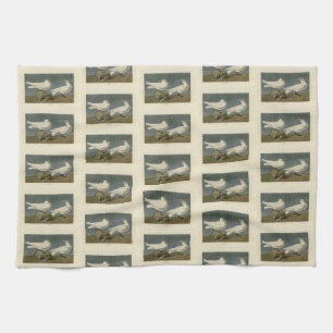 Ivory Gull - John James Audubon's Birds of America Tea Towel