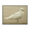 Ivory gull Postcard