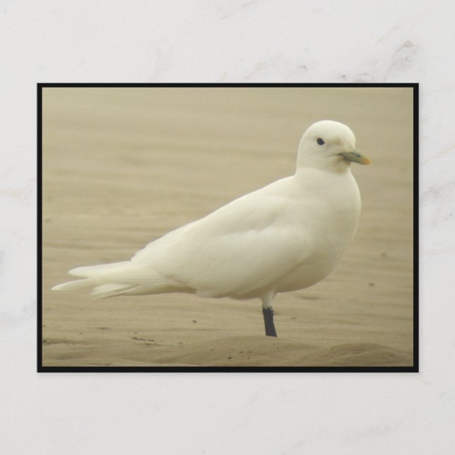 Ivory gull Postcard (Front)