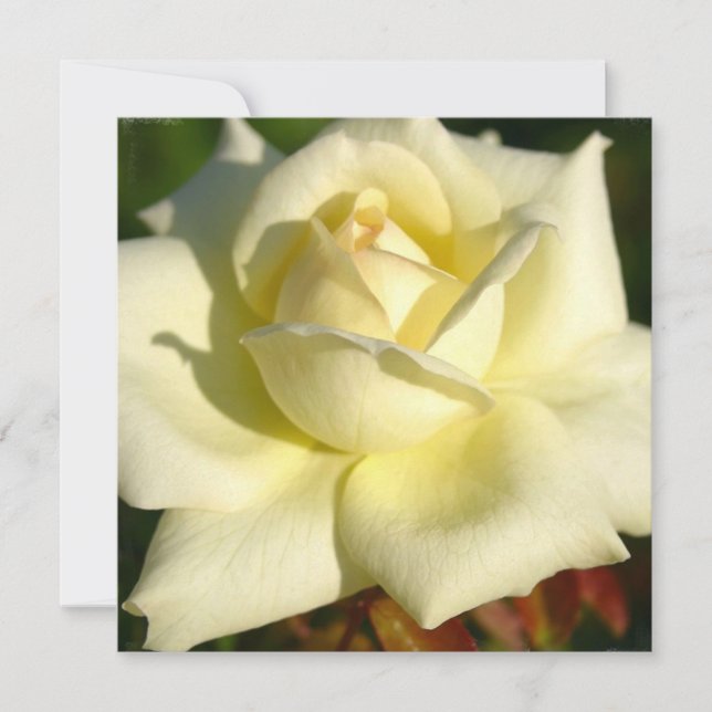 Ivory Rose Invitation (Front)