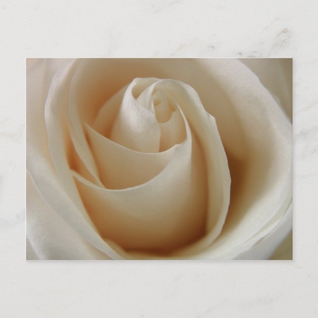 Ivory White Rose Flower Postcard (Front)