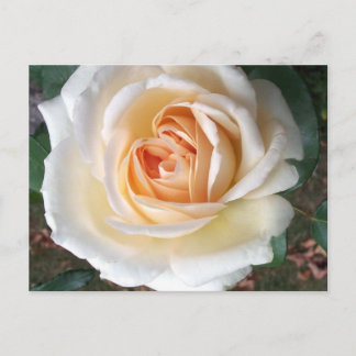 Ivory White Summer Rose Postcard