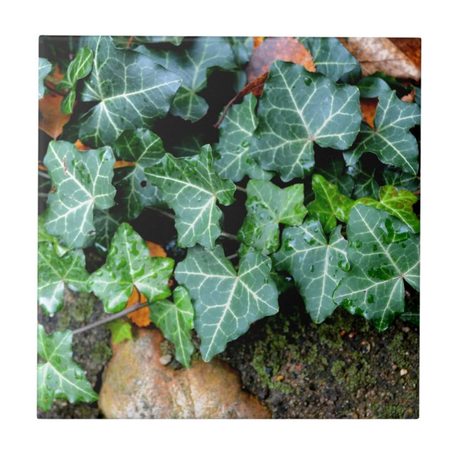 Ivy and field stone ceramic tile (Front)