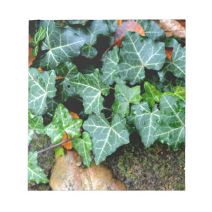 Ivy and field stone notepad