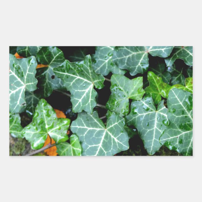 Ivy and field stone rectangular sticker (Front)