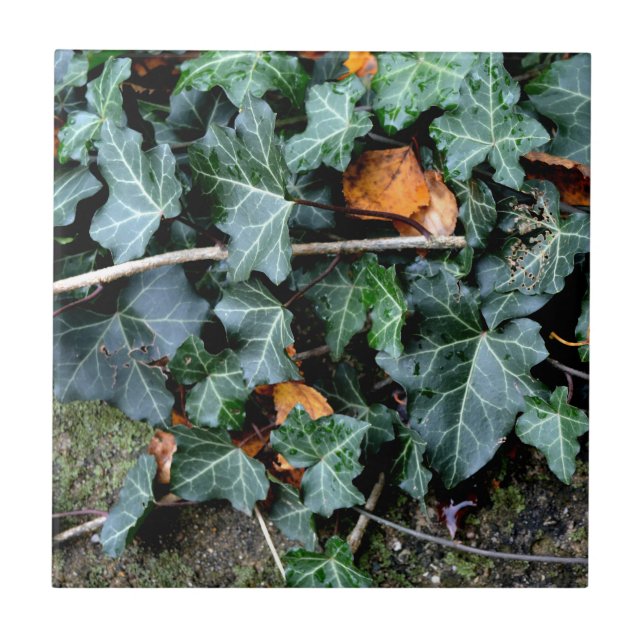 Ivy and field stone tile (Front)
