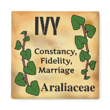Ivy flower language florigraphy aged paper style