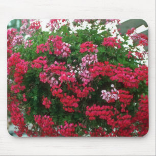Ivy Geranium (Pelargonium Peltatum) flowers Mouse Pad