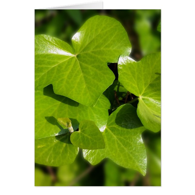 ivy in the sun (Front)