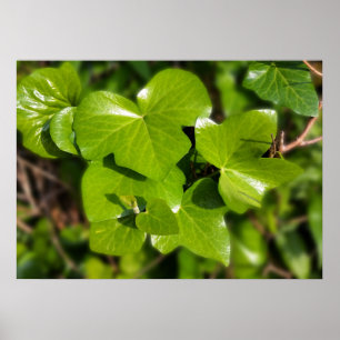 ivy in the sun poster