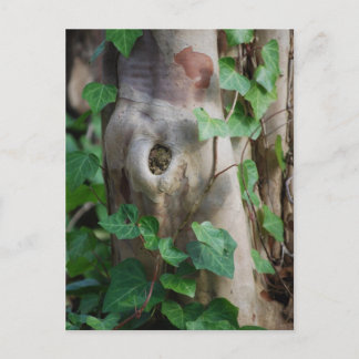 ivy knot tree trunk postcard