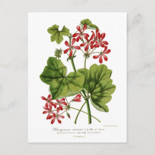 Ivy-leaf Geranium Postcard